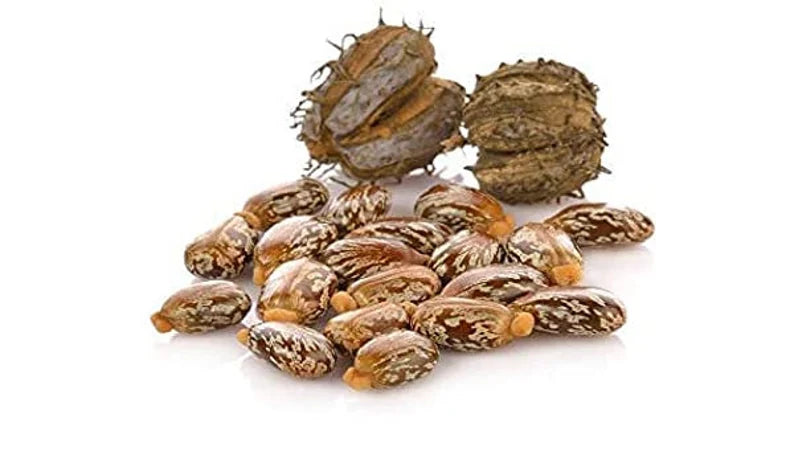castor plant seeds for sale Alamgeer Castor Seeds 50g – Mullaco Online